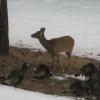 Wildlife Viewing - Deer and Turkeys on the property