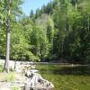 Fish along the shores of Big Creek - a favorite US Forest Service dispersion site.
