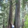 Visit Ross Grove Cedars - where the trees are over 500 to 1000 years old.